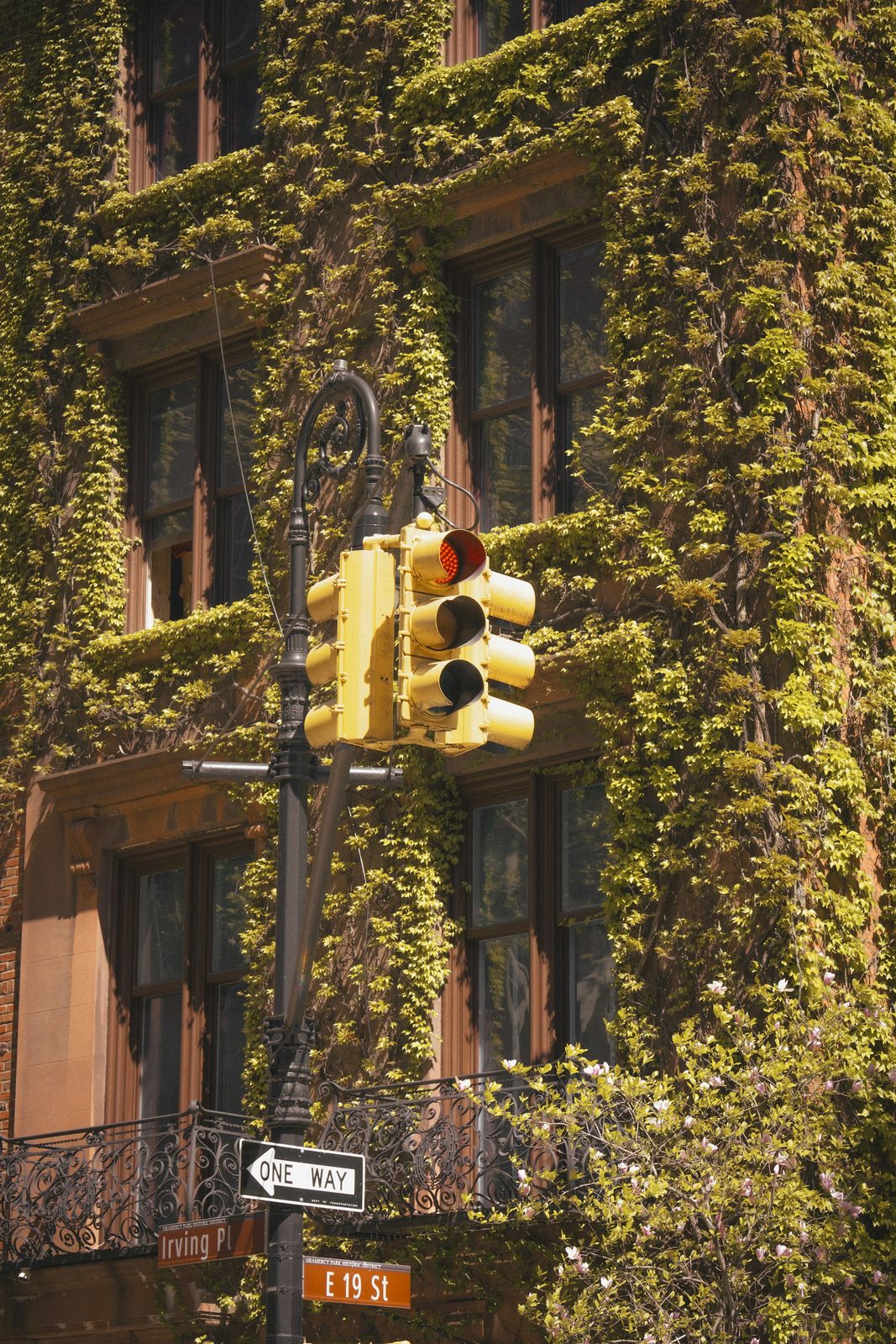 Ivy covering the brick front of a building, with a traffic light and a one-way sign