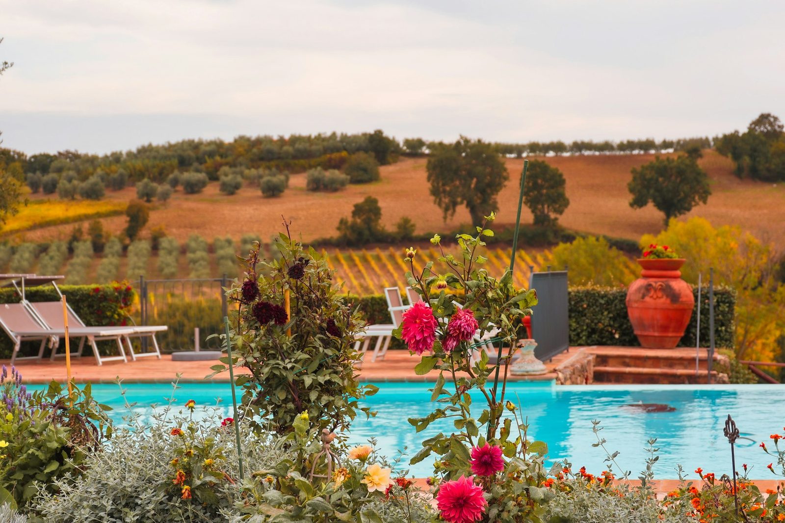 A turquoise pool edged in terracotta, with loungers, a large terracotta urn, red dahlias in the foreground and olive groves and vines beyond