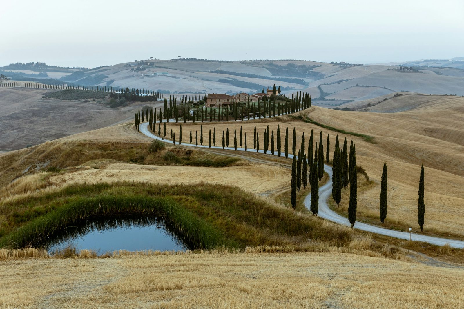 Pale harvested hills with a white road lined with cypresses and a small pond